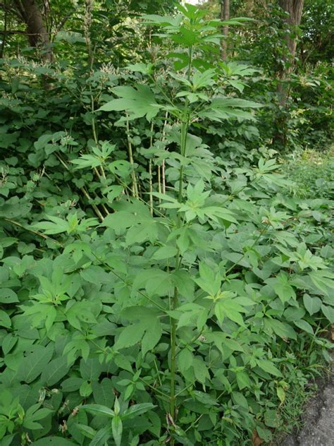 Ragweed | Identify that Plant