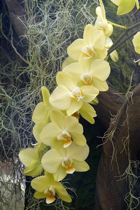 Yellow phalaenopsis orchid flowers, or moth orchids, blooming in a greenhouse in Winter ...