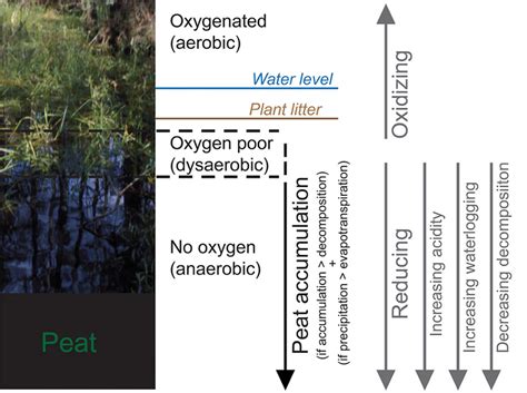 Schematic presentation of peat formation process [6]. (Credit: Kentucky... | Download Scientific ...