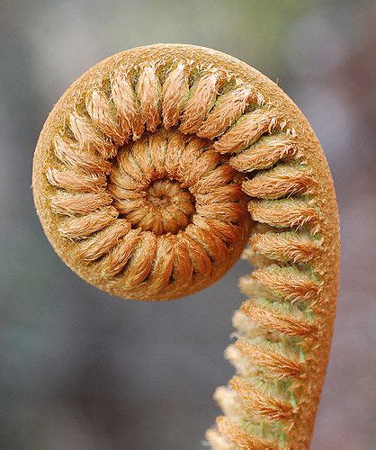 Fern fiddlehead (Sadleria cyatheoides), Kilauea, Hawaii | Spirals in nature, Geometry in nature ...