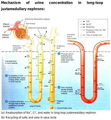 Explain detail with only vasarecta countercurrent with detail diagram.