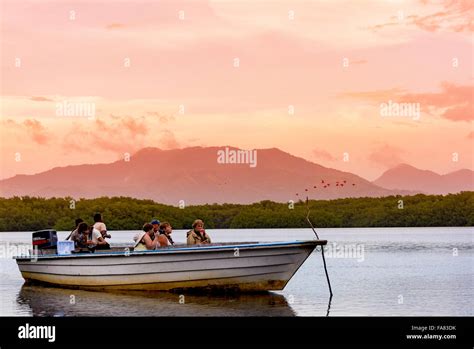 A boat tour through the Caroni Swamp Trinidad Stock Photo - Alamy