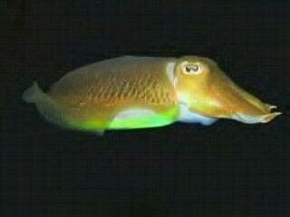 Cuttlefish | Fish pet, Pets, Animals