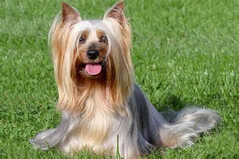 Australian Silky Terrier (character, nutrition, care)