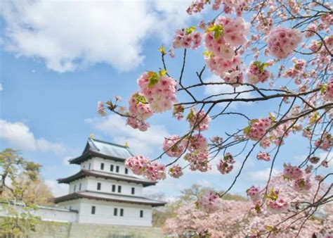 12 Best Places to See Cherry Blossoms in Hokkaido (2022 Guide) | LIVE JAPAN travel guide