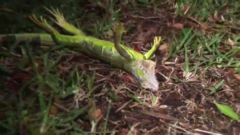 Why Frozen Iguanas Are Falling From Trees in Florida