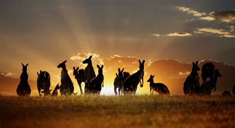 Australia Holiday Ideas | Red Savannah