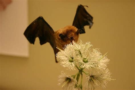 Study: Bats get tongue erections to suck more nectar - UPI.com