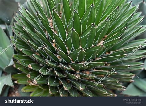 Xerophyte Desert Plants Growing Garden Xerophytes Stock Photo ...