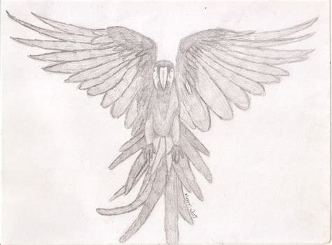 Scarlet macaw in flight - Merrin's Art - Drawings & Illustration ...