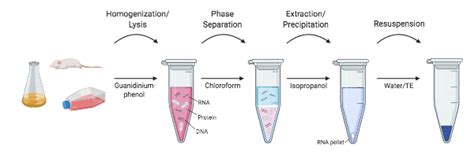 RNA Extraction Without A Kit