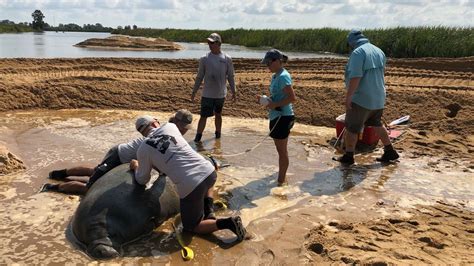 Manatee Research - CMA Research Institute