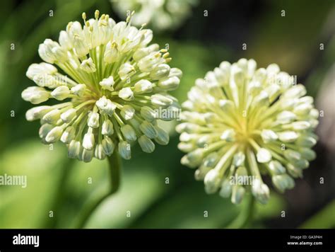 Allium family hi-res stock photography and images - Alamy