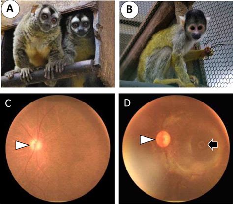 Visual appearances of the owl monkey (A) and the squirrel monkey (B).... | Download Scientific ...