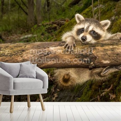 Baby Raccoon Wallpaper Mural | Wallsauce UK