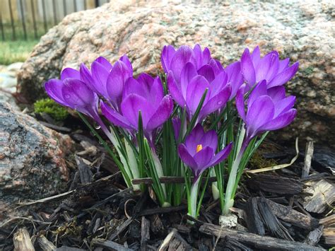 Garden Bloggers' Bloom Day - March 2016 [Backyard Neophyte Landscaping Blog]