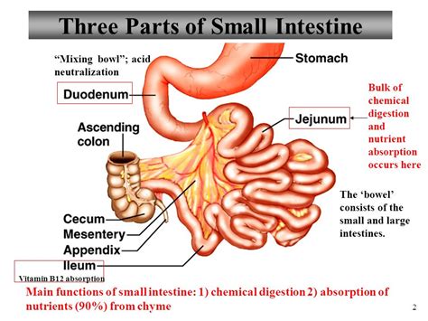 Three parts of small intestine diagram