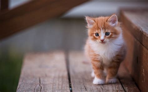 Download wallpapers ginger kitten, little cute cat, pets, domestic cats ...