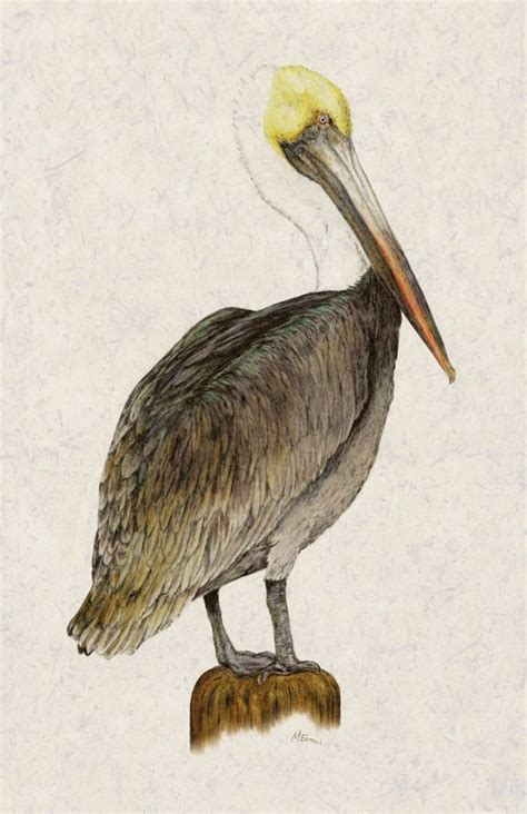 264 best images about Pelican on Pinterest | Watercolors, Featured and Originals