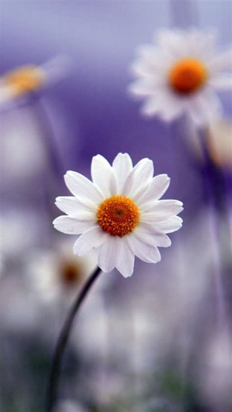 White Daisy Wallpaper - WallpaperSafari