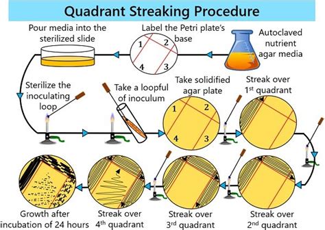 Quadrant Streaking Method - Meaning, Principle, Diagram & Procedure -Biology Reader