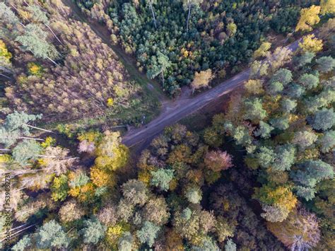 autumn forest, forest road Stock Photo | Adobe Stock