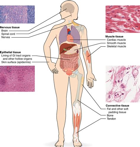 Unit 6: Tissue Structure and Functions – Douglas College Human Anatomy & Physiology I (2nd ed.)