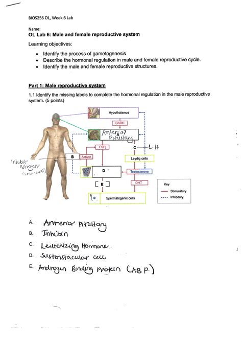 WEEK 6 LAB Report - it gives a guide to the anatomy and physiology lab activity - BIO201 - Studocu