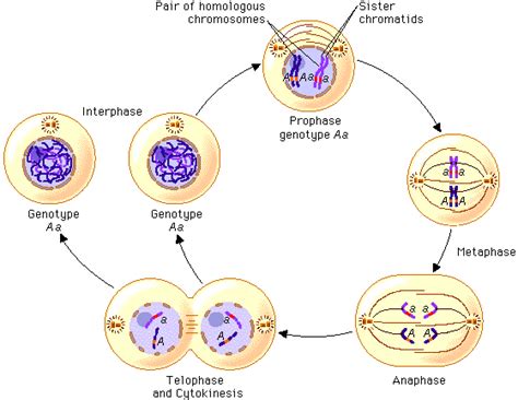 Mitosis & Cancer Virtual Lab - mitosislab