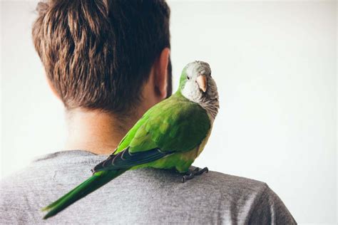 The Parrot in the Mirror review: Why humans evolved to be like birds | New Scientist