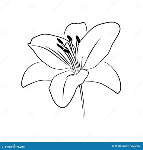 Lily isolated outline stock vector. Illustration of isolated - 159135330