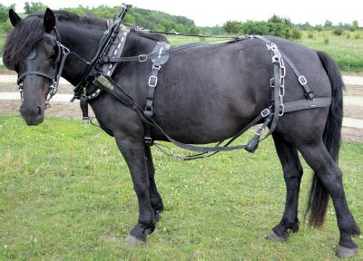 Synthetic Draft Horse Farm Team Harness - Big Black Horse, LLC