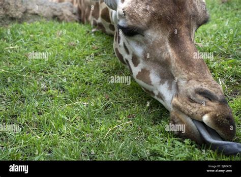 Giraffe tongue close up detail Stock Photo - Alamy