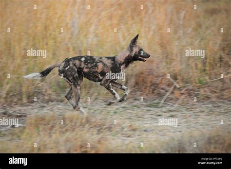 Hunting wild dog Stock Photo - Alamy