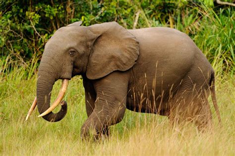 5,000 elephants killed in Republic of Congo - Africa Geographic