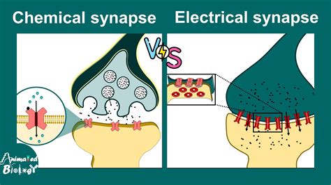 Chemical vs Electrical synapses | Neurology | Neuroanatomy | USMLE ...