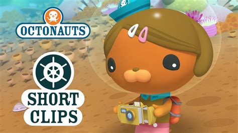 Octonauts Dashi Room