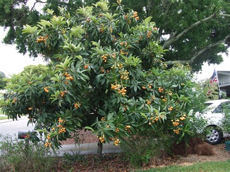 🔎zoom | Japanese plum tree, Tree seedlings, Loquat tree