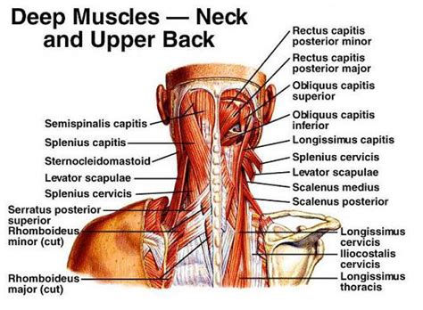 Cervical Motor Control Part 1 - Clinical Anatomy of Cervical Spine — Rayner & Smale