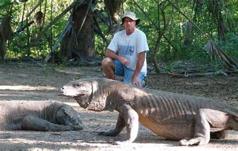 Komodo Dragon Size Comparison