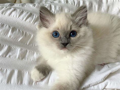 11 Cute Pictures of Ragdoll Cats