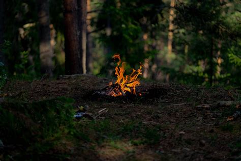 A Campfire in the Forest · Free Stock Photo