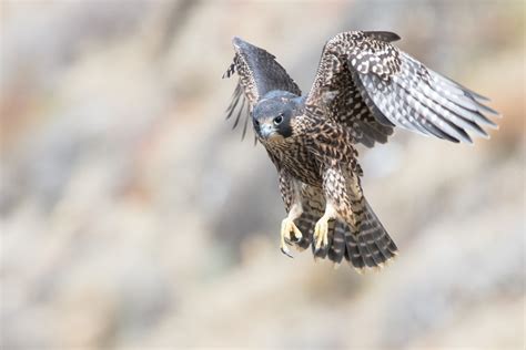 Falcon Images: Peregrine Falcon Fastest Animal In The World 2019