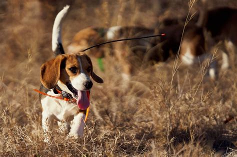 Hunting Dog Profile: The Adorable and Athletic Beagle | GearJunkie