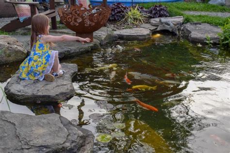 How to Care for Pond Fish - The Ultimate Guide - Splash Supply Company | Goldfish pond, Pond ...