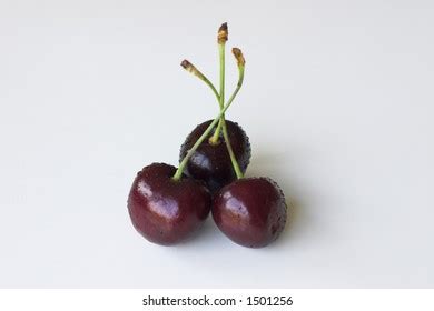 Jamblang Rivet Duwet Kind Fruit Tree Stock Photo 2211212945 | Shutterstock