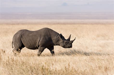 The Black Rhinoceros - WriteWork