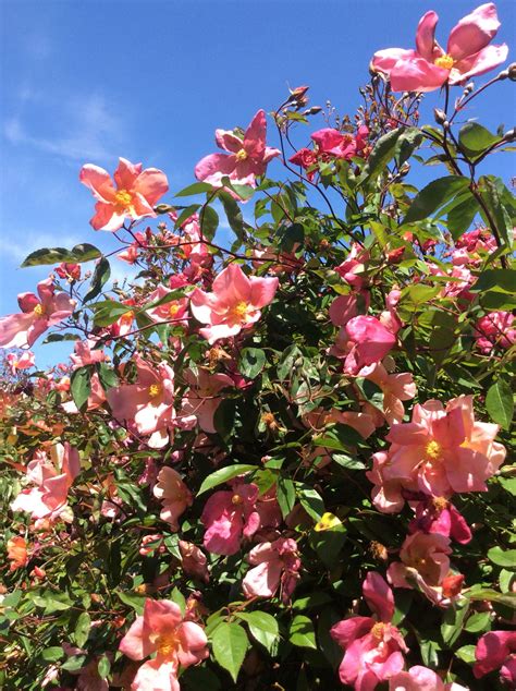 Rosa chinensis mutabilis | Pink roses, Plants, Flowers