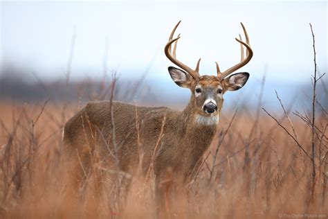 10-Point Whitetail Buck, Shenandoah National Park