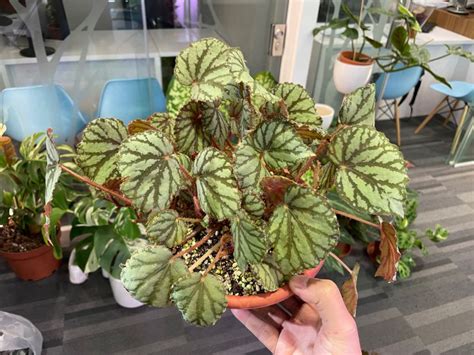 14 Mesmerizing Weeping Begonia Varieties For Serene Spaces